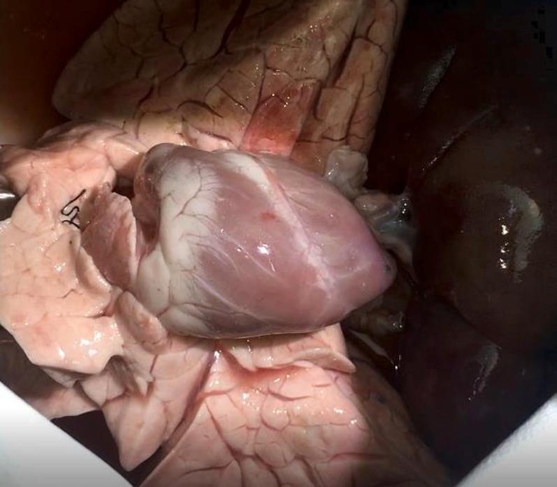https://cdn.ncbi.nlm.nih.gov/pmc/blobs/7b5f/10580046/0a2ad21d8965/gr4.jpg