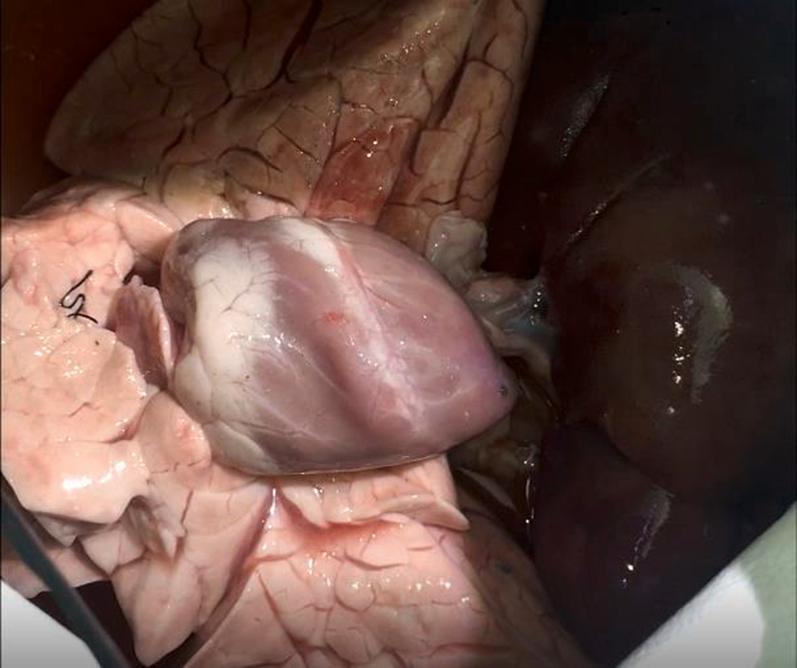 https://cdn.ncbi.nlm.nih.gov/pmc/blobs/7b5f/10580046/5e13b1bf87d0/gr5.jpg