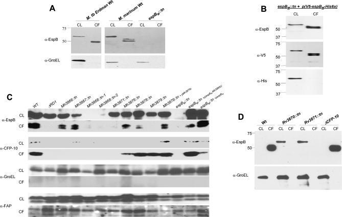 https://cdn.ncbi.nlm.nih.gov/pmc/blobs/7b67/1959366/a0c47a9d82e6/ppat.0030105.g002.jpg