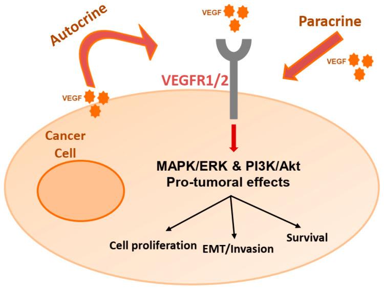 https://cdn.ncbi.nlm.nih.gov/pmc/blobs/7b6b/7692709/8a4a51f86cf6/cancers-12-03145-g001.jpg