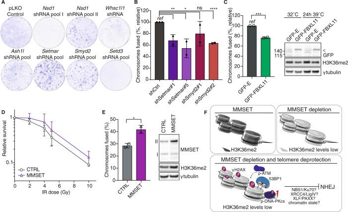https://cdn.ncbi.nlm.nih.gov/pmc/blobs/7b6e/7299843/2515849ec828/41388_2020_1334_Fig5_HTML.jpg