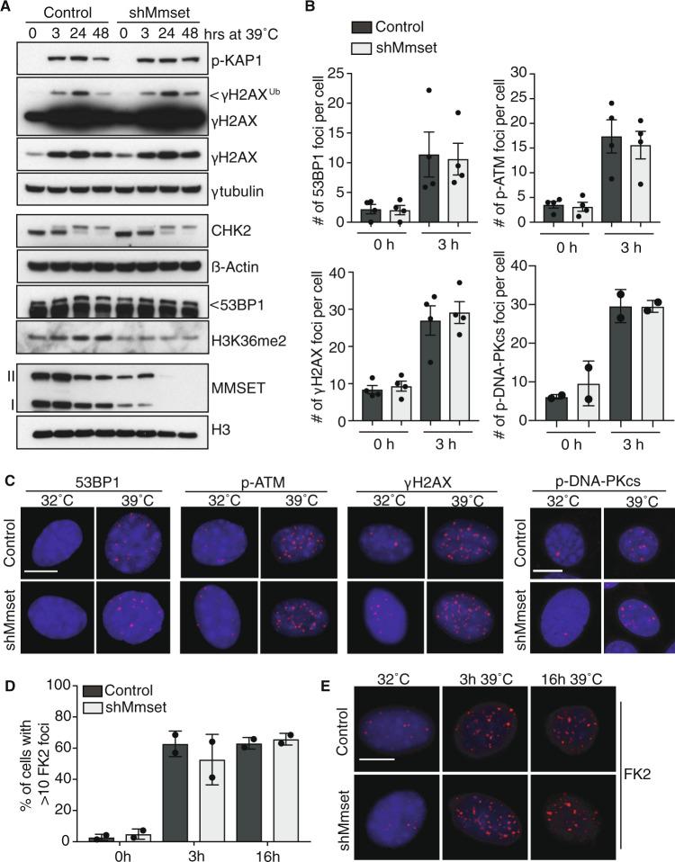 https://cdn.ncbi.nlm.nih.gov/pmc/blobs/7b6e/7299843/6fbef08799d5/41388_2020_1334_Fig4_HTML.jpg