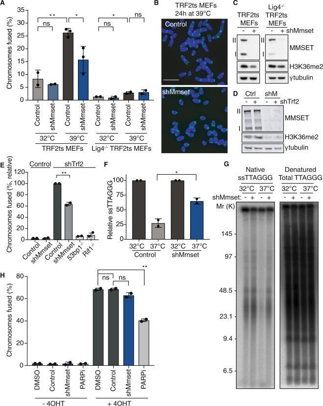 https://cdn.ncbi.nlm.nih.gov/pmc/blobs/7b6e/7299843/765a9d00dfba/41388_2020_1334_Fig2_HTML.jpg
