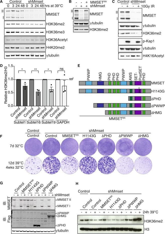 https://cdn.ncbi.nlm.nih.gov/pmc/blobs/7b6e/7299843/d2d4e48204c5/41388_2020_1334_Fig3_HTML.jpg