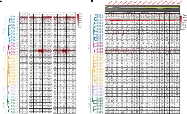 https://cdn.ncbi.nlm.nih.gov/pmc/blobs/7b6f/10920289/de029e1ca3e3/fpls-15-1365995-g005.jpg