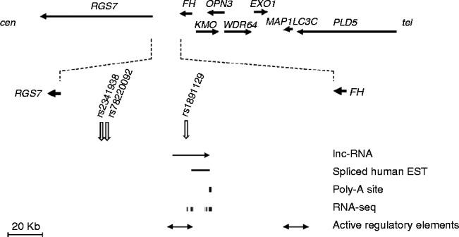 https://cdn.ncbi.nlm.nih.gov/pmc/blobs/7b6f/4526794/33836b6d8e5a/ERC150208f02.jpg