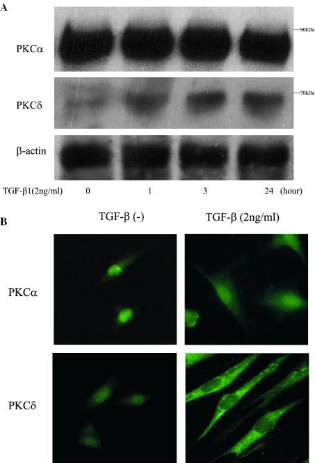 https://cdn.ncbi.nlm.nih.gov/pmc/blobs/7b70/552962/f870a6e0202f/gki275f3a.jpg