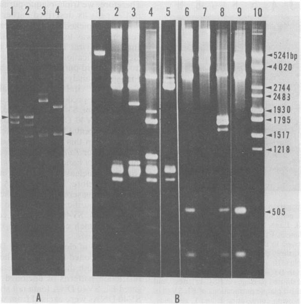 https://cdn.ncbi.nlm.nih.gov/pmc/blobs/7b73/256091/5b11f9e9d940/jvirol00154-0033-a.jpg