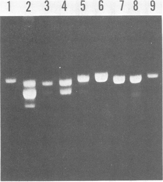https://cdn.ncbi.nlm.nih.gov/pmc/blobs/7b73/256091/f31fe9c97415/jvirol00154-0034-a.jpg