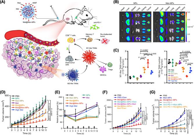 https://cdn.ncbi.nlm.nih.gov/pmc/blobs/7b76/10542882/4e8b7440887c/j_mr-2023-0020_fig_005.jpg