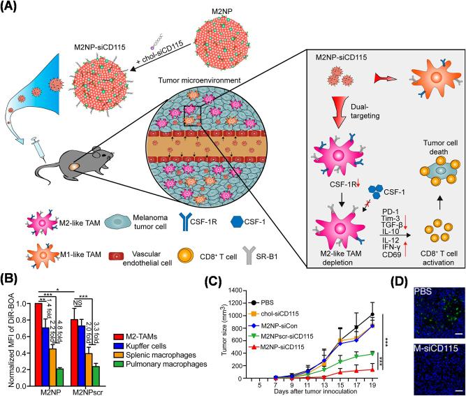 https://cdn.ncbi.nlm.nih.gov/pmc/blobs/7b76/10542882/b2eb03a4b56d/j_mr-2023-0020_fig_004.jpg