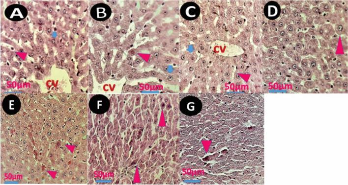 https://cdn.ncbi.nlm.nih.gov/pmc/blobs/7b76/11707944/1db7239b3d99/12885_2024_13398_Fig8_HTML.jpg