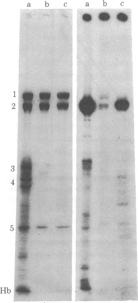 https://cdn.ncbi.nlm.nih.gov/pmc/blobs/7b77/349595/7fcbb2c7fb54/pnas00493-0208-a.jpg