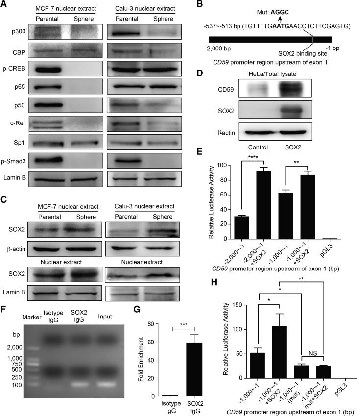https://cdn.ncbi.nlm.nih.gov/pmc/blobs/7b77/5233323/f8b24cbac69b/gr4.jpg