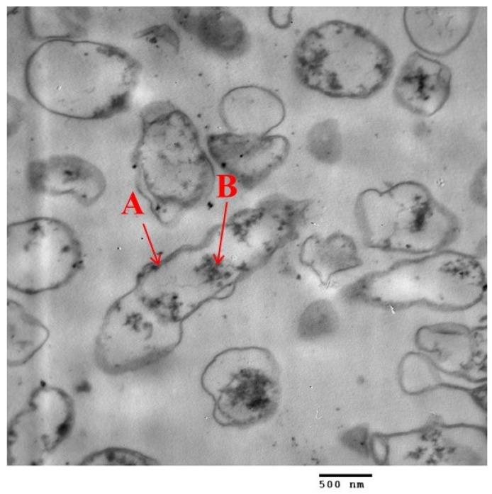 https://cdn.ncbi.nlm.nih.gov/pmc/blobs/7b79/10603918/10500ce3ee3e/biomimetics-08-00452-g011.jpg
