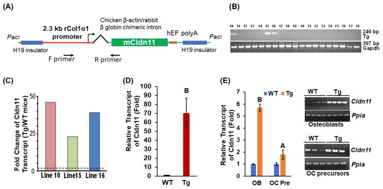 https://cdn.ncbi.nlm.nih.gov/pmc/blobs/7b7a/10886834/b8ba5c24f670/biology-13-00108-g001.jpg