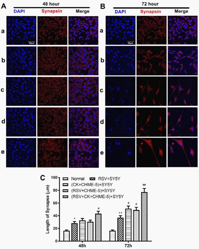 https://cdn.ncbi.nlm.nih.gov/pmc/blobs/7b7d/8061319/d64998e7be41/IJBMS-24-213-g003.jpg