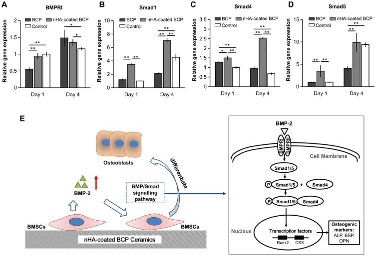 https://cdn.ncbi.nlm.nih.gov/pmc/blobs/7b7e/6781424/15ab58c7cabd/IJN-14-7987-g0006.jpg