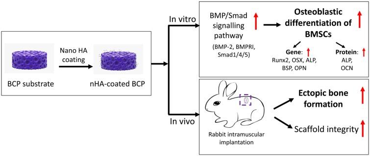 https://cdn.ncbi.nlm.nih.gov/pmc/blobs/7b7e/6781424/bc25b46ab857/IJN-14-7987-g0009.jpg