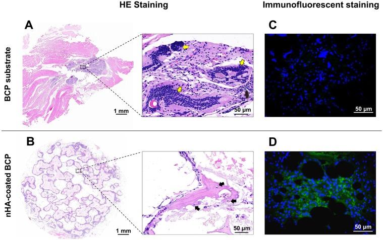 https://cdn.ncbi.nlm.nih.gov/pmc/blobs/7b7e/6781424/fb5ec44a5d3a/IJN-14-7987-g0008.jpg