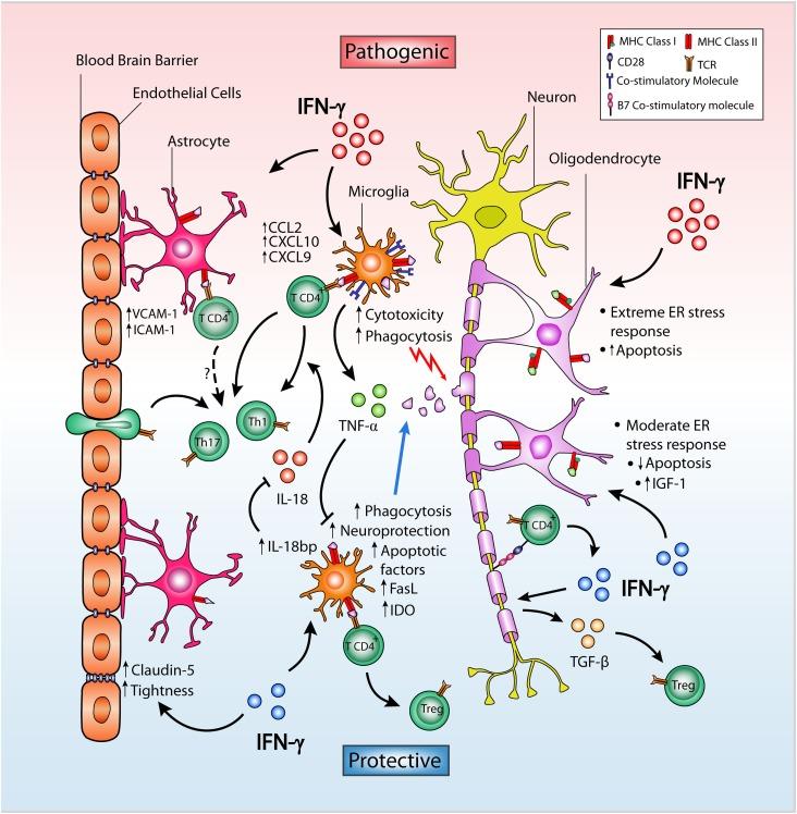 https://cdn.ncbi.nlm.nih.gov/pmc/blobs/7b7f/4626643/2f7722530877/fimmu-06-00539-g001.jpg