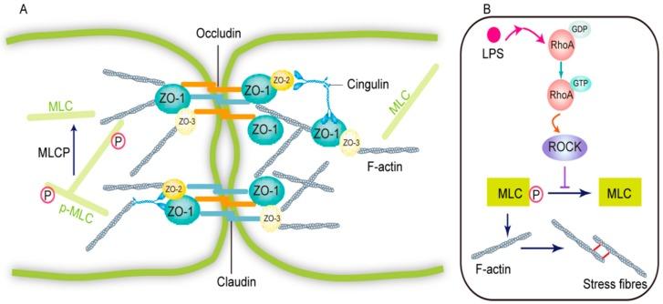 https://cdn.ncbi.nlm.nih.gov/pmc/blobs/7b7f/6225311/00dad584fc80/molecules-23-02371-g001.jpg