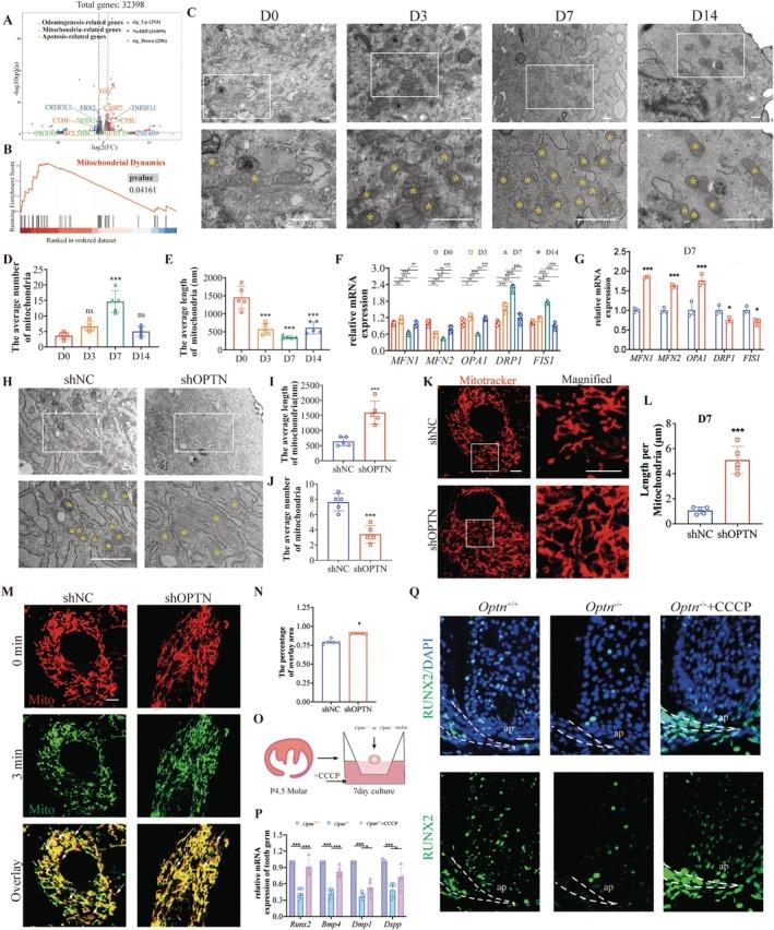 https://cdn.ncbi.nlm.nih.gov/pmc/blobs/7b80/12099217/8512ed5b32d5/CPR-58-e13799-g004.jpg
