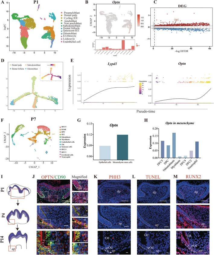 https://cdn.ncbi.nlm.nih.gov/pmc/blobs/7b80/12099217/9868bd600abc/CPR-58-e13799-g001.jpg