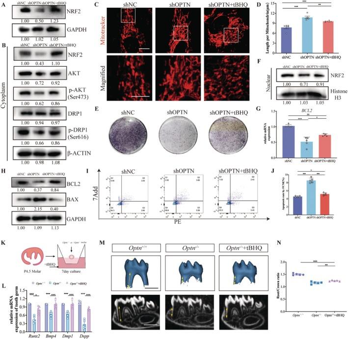 https://cdn.ncbi.nlm.nih.gov/pmc/blobs/7b80/12099217/c1487f6f5d66/CPR-58-e13799-g008.jpg
