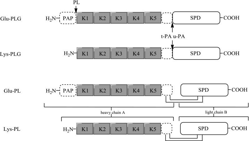 https://cdn.ncbi.nlm.nih.gov/pmc/blobs/7b81/5401710/0192453c0194/10989_2016_9555_Fig1_HTML.jpg
