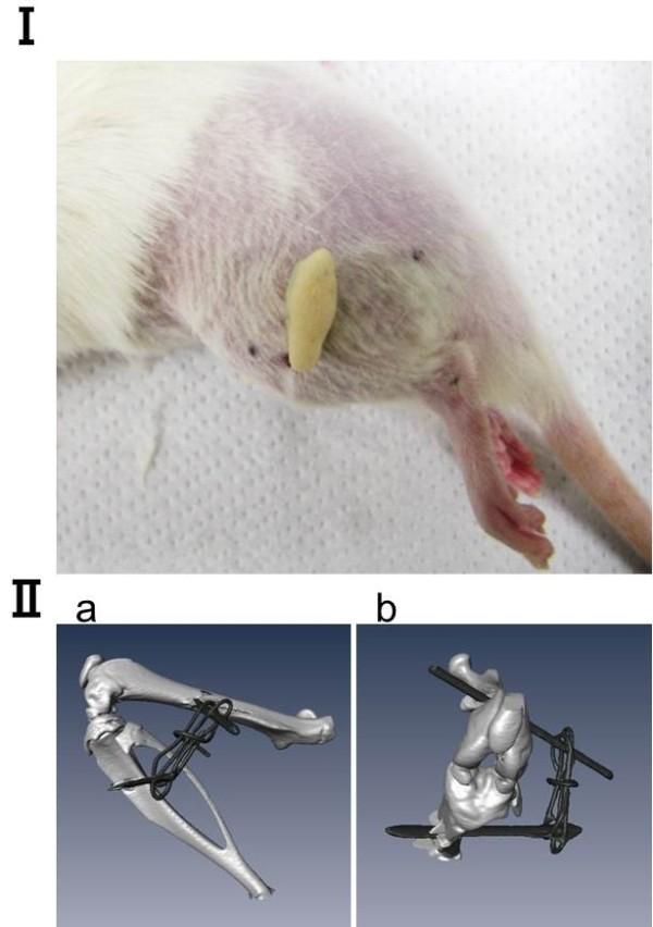 https://cdn.ncbi.nlm.nih.gov/pmc/blobs/7b83/4132191/b21297e4c348/1471-2474-15-224-1.jpg