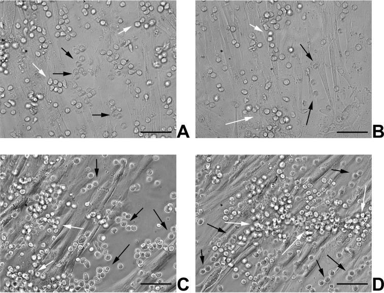 https://cdn.ncbi.nlm.nih.gov/pmc/blobs/7b83/6434478/597370fdb130/10.1177_0963689717737089-fig2.jpg