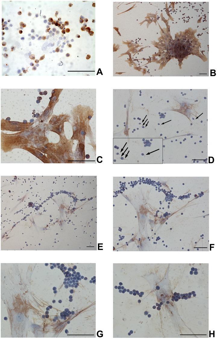 https://cdn.ncbi.nlm.nih.gov/pmc/blobs/7b83/6434478/adad0213f483/10.1177_0963689717737089-fig3.jpg