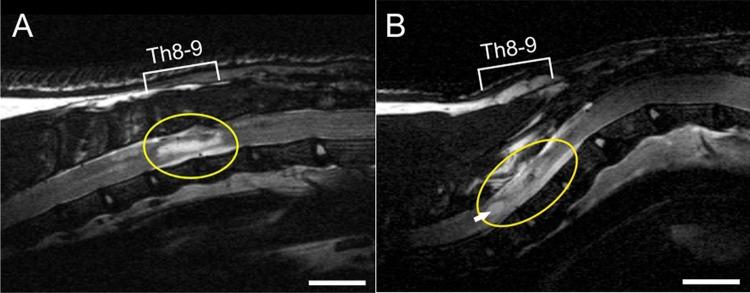 https://cdn.ncbi.nlm.nih.gov/pmc/blobs/7b83/6628561/1f310dbb9fee/10.1177_0963689718823705-fig2.jpg