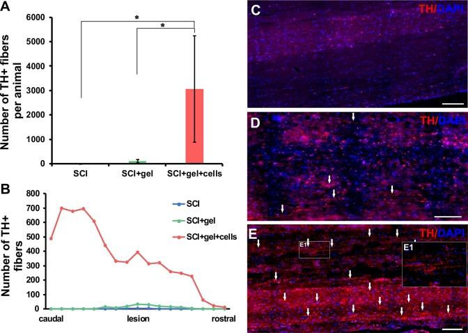 https://cdn.ncbi.nlm.nih.gov/pmc/blobs/7b83/6628561/ceb66d65c40b/10.1177_0963689718823705-fig7.jpg