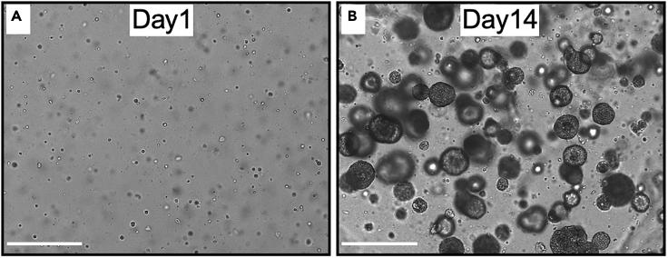 https://cdn.ncbi.nlm.nih.gov/pmc/blobs/7b83/7580092/79d28304d6b9/gr3.jpg