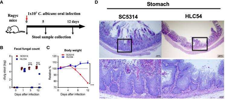 https://cdn.ncbi.nlm.nih.gov/pmc/blobs/7b87/10828038/607b47d17652/fcimb-13-1278600-g001.jpg