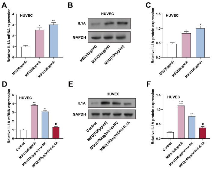 https://cdn.ncbi.nlm.nih.gov/pmc/blobs/7b87/12244086/848afebc4201/ijmsv22p3070g001.jpg