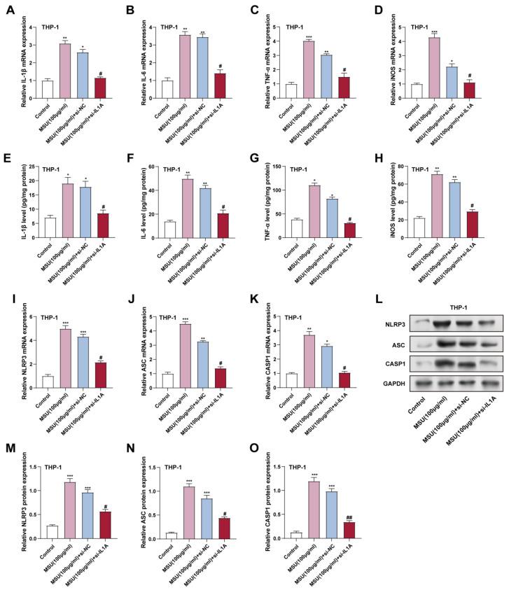 https://cdn.ncbi.nlm.nih.gov/pmc/blobs/7b87/12244086/d96c014fbc68/ijmsv22p3070g007.jpg