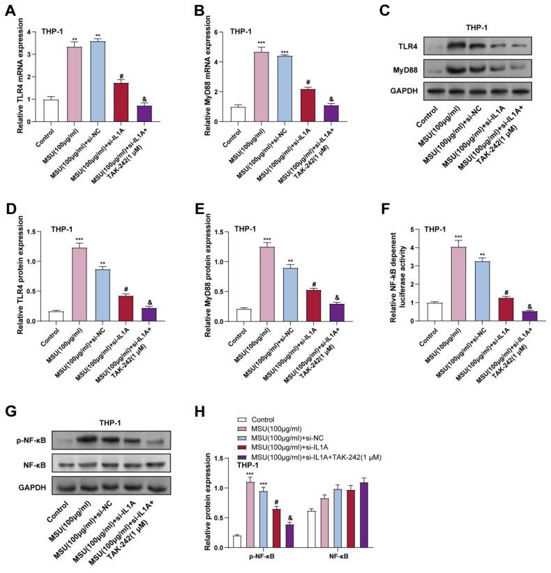 https://cdn.ncbi.nlm.nih.gov/pmc/blobs/7b87/12244086/eda481091ac4/ijmsv22p3070g006.jpg