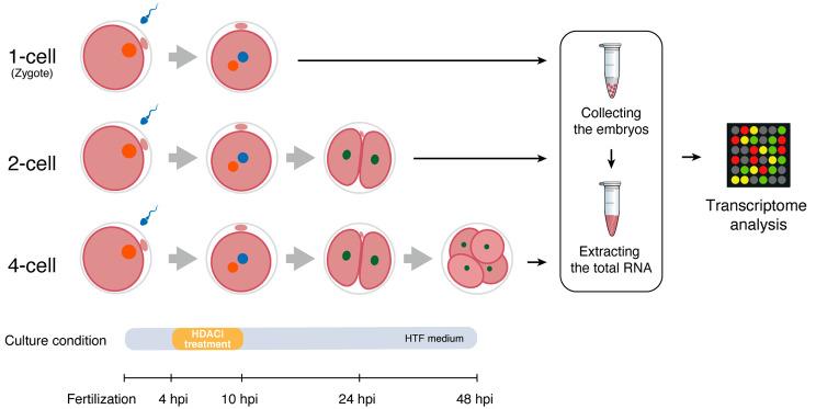 https://cdn.ncbi.nlm.nih.gov/pmc/blobs/7b88/10840191/393da4050b83/12864_2024_10029_Fig1_HTML.jpg