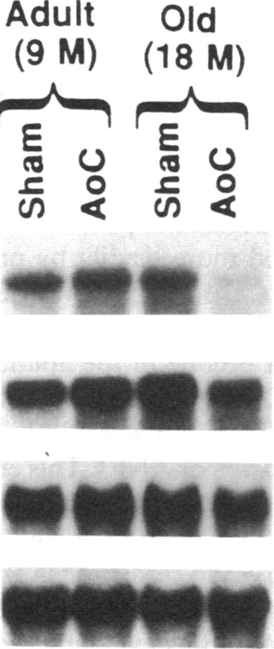 https://cdn.ncbi.nlm.nih.gov/pmc/blobs/7b8b/442941/1ab197db86b1/jcinvest00047-0233-d.jpg