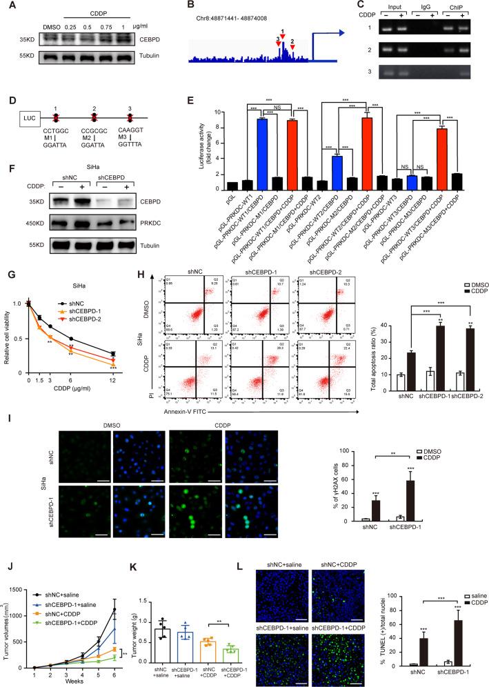 https://cdn.ncbi.nlm.nih.gov/pmc/blobs/7b8e/7441007/341cc6c54bad/41388_2020_1384_Fig3_HTML.jpg