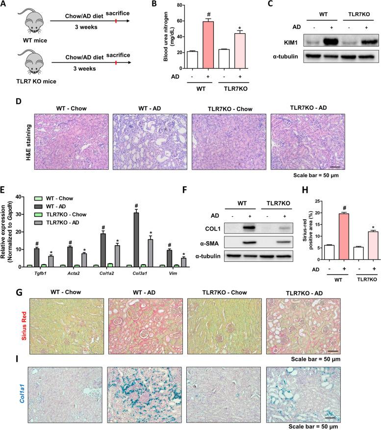 https://cdn.ncbi.nlm.nih.gov/pmc/blobs/7b94/10439664/b0b066060791/12964_2023_1234_Fig2_HTML.jpg