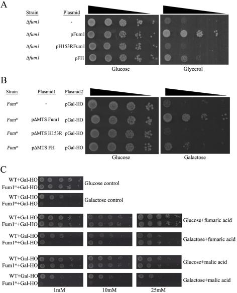 https://cdn.ncbi.nlm.nih.gov/pmc/blobs/7b94/2834712/da1dc366483d/pbio.1000328.g003.jpg