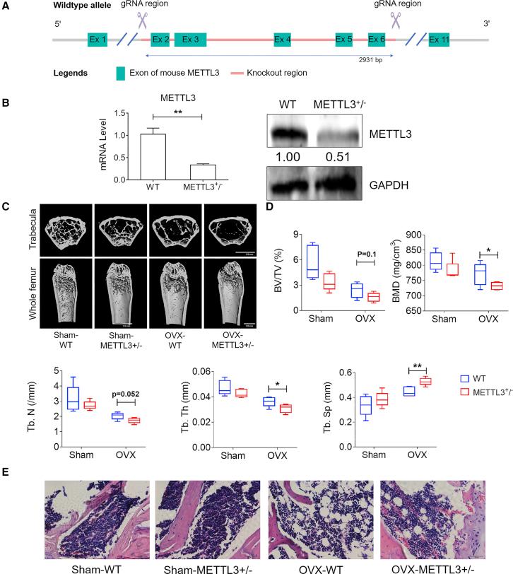 https://cdn.ncbi.nlm.nih.gov/pmc/blobs/7b94/6940653/9440d9601f0a/gr3.jpg