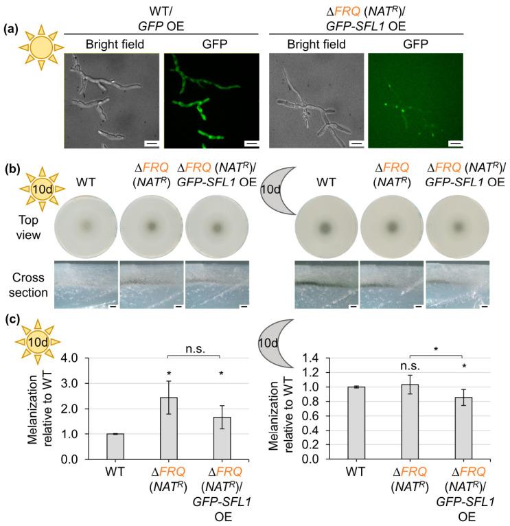 https://cdn.ncbi.nlm.nih.gov/pmc/blobs/7b98/10381341/19aa318d42a7/jof-09-00725-g008.jpg