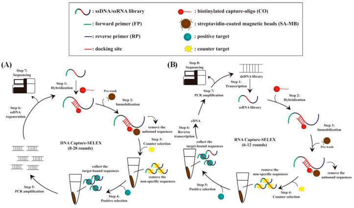 https://cdn.ncbi.nlm.nih.gov/pmc/blobs/7b99/11764255/3cca7a325bd3/biosensors-15-00029-g004.jpg