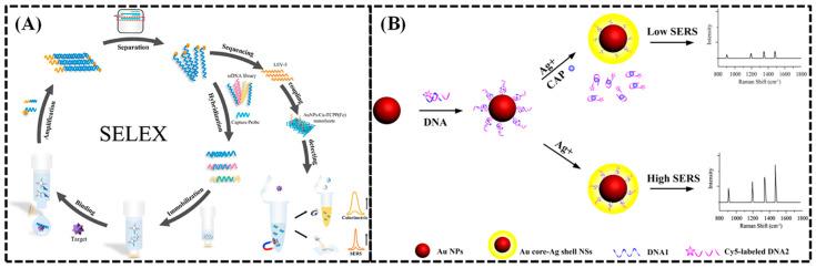https://cdn.ncbi.nlm.nih.gov/pmc/blobs/7b99/11764255/7d8d4501a5d8/biosensors-15-00029-g014.jpg