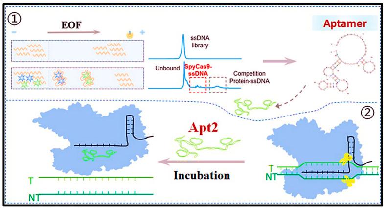 https://cdn.ncbi.nlm.nih.gov/pmc/blobs/7b99/11764255/df61fc6cdc21/biosensors-15-00029-g006.jpg